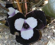 Image result for Panda That Has a Flowers