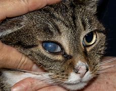 Image result for Crusty Eyes Cat