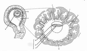 Image result for Embryonic Cell Division