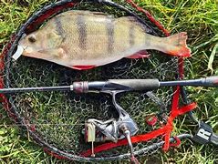 Image result for Perch Fishing