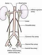 Image result for Ureter Segments