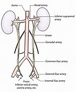 Image result for Abdominal Ureter