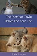 Image result for Cat Names From Movies