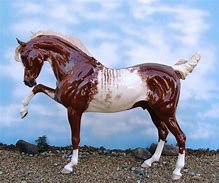 Image result for Rabicano Horse