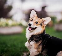 Image result for Corgi Desktop