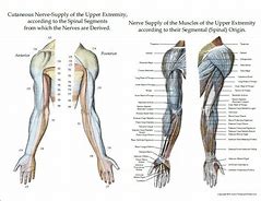 Image result for Upper Extremity Innervation Chart