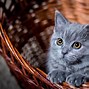 Image result for Baby Animal Photography