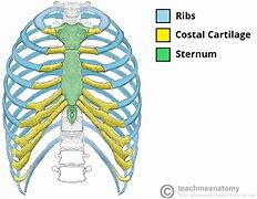 Image result for Thorax Girl Pox