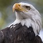 Image result for Eagle Perspective