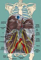 Image result for Ilioinguinal Nerve Sensory