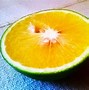 Image result for Citrus Limetta