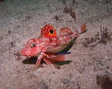 Image result for Black Spiny Fish