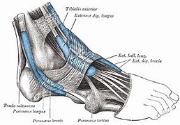 Image result for Extensor Digitorum Tendons Foot MTI