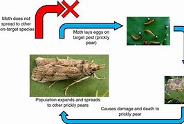 Image result for Box Moth Life Cycle