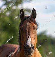 Image result for Horse Mane Front View