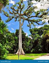 Image result for Kalulot Tree