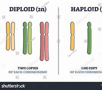 Image result for Haploid Draw