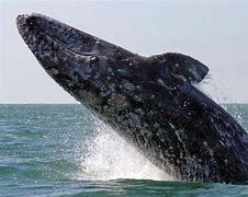 Image result for Gray Whale Animal