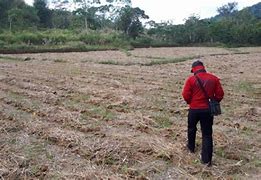 Image result for Lahan Areal Manggarai Barat