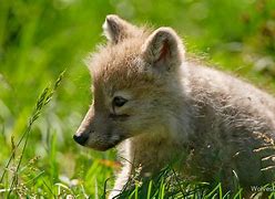 Image result for Wolf Pup Artic