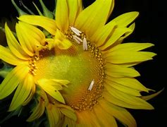 Image result for Sunflower Moth