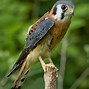 Image result for Kestrel Falcon Hawk