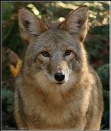 Image result for Coyotes Bison