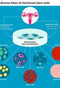 Image result for Period Blood Stem Cells