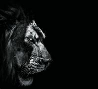 Image result for Dark Lion Full HD Wallpaper