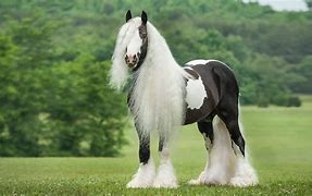 Image result for Most Beautiful Gypsy Horse