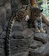 Image result for Clouded Leopard Tail