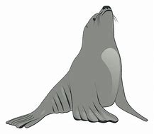 Image result for Sea Lion PFP