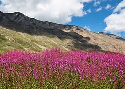 Image result for Alaska Fireweed Countdown