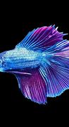 Image result for Purple Betta Fiah