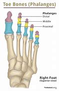 Image result for Phalanges of the Foot Anatomy