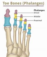 Image result for Fox Phalanges