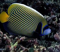 Image result for Coral Reef Fish