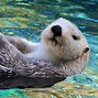 Image result for Ocean Mammals