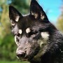 Image result for Pure Black Siberian Husky