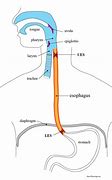 Image result for Relations of Esophagus