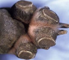 Image result for Distemper Foot Pads