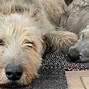 Image result for Irish Wolfhound