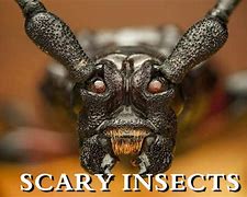 Image result for Terrifying Real Insects