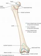 Image result for Femur Parts