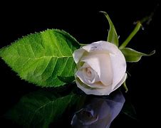 Image result for White Rose with Sage Background