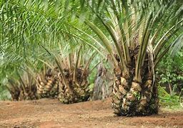 Image result for KELAPA SAWIT Jengka