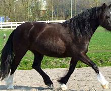 Image result for Black Welsh Cob