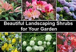 Image result for Landscape Shrubs and Bushes