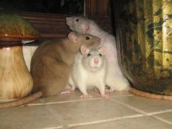 Image result for What Is Apart of the Rodent Family