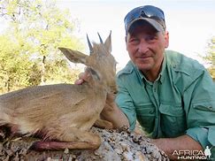 Image result for Damara Dik-Dik